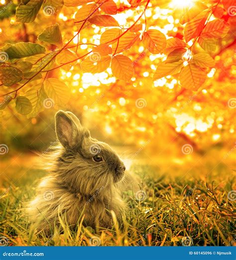 Autumnal rabbit stock photo. Image of farm, grey, meadow - 60145096