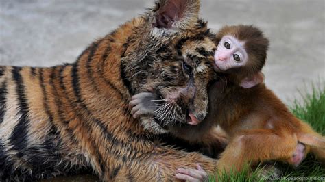 Cute Tiger Cub Playing With Monkey Animal Photo Desktop Background