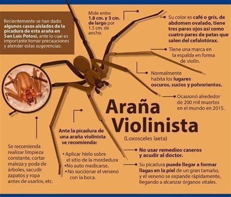 Le salvaron la vida a una nena picada por una araña violinista