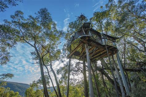 Wollemi Cabins - Treehouse