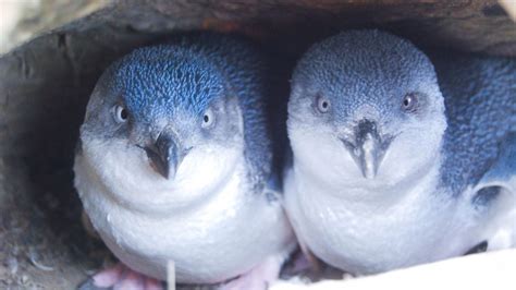 Little penguin/korora: Little blue penguin: New Zealand native sea and shore birds