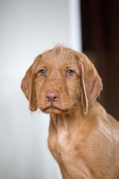 wire hair vizla puppy | Wirehaired vizsla, Vizsla, Puppies