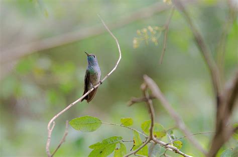 Colibri Images | Free Photos, PNG Stickers, Wallpapers & Backgrounds ...