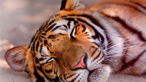 Sleeping Tiger HD desktop wallpaper : Widescreen : High Definition ...