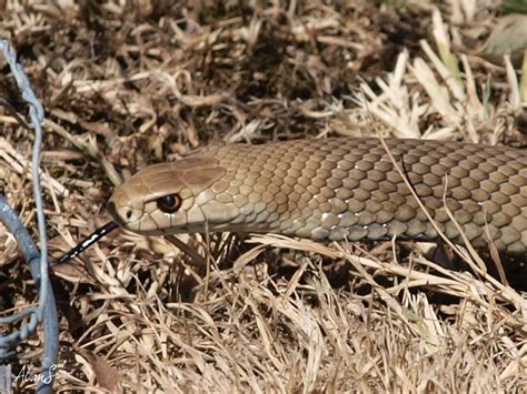 Eucalypt Habitat: Eastern Brown Snake