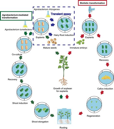 | Types of explants used for soybean transformation. (A) Germination... | Download Scientific ...