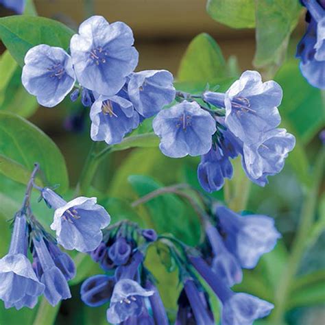 Gardens Alive! Virginia Bluebells Plant (2-Pack)-63015 - The Home Depot Best Perennials, Shade ...