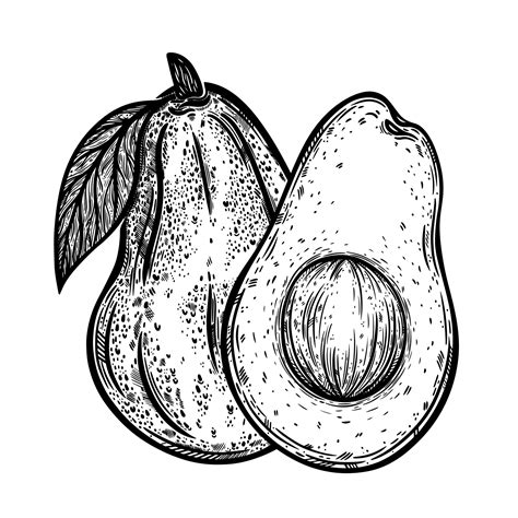 Two avocados vector icon. Whole garden fruit, cut in half. Fresh exotic vegetable with seed ...