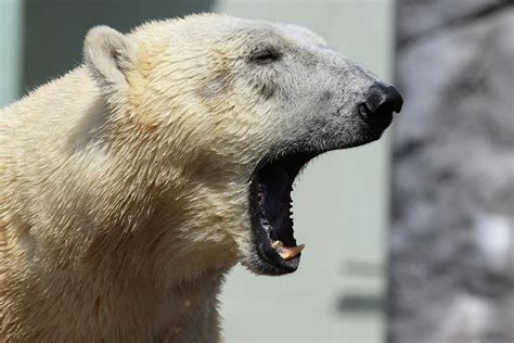 12,000pixel - 500dpi, High Quality Photograph - Roaring Polar Bear Photograph by Art Market America