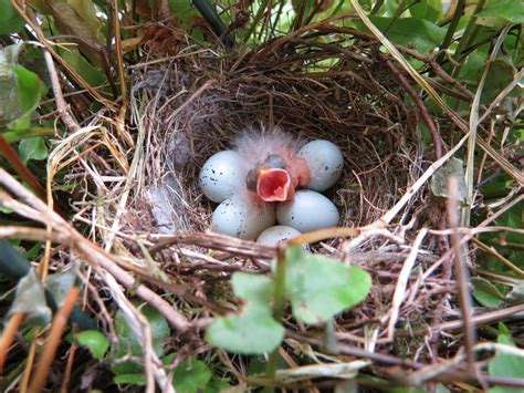 Purple Finch Nesting (All You Need To Know) | Birdfact