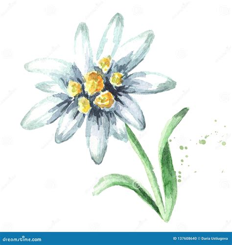 Edelweiss Scientific Drawing Well you re in luck because here they come