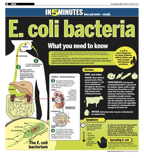 What you need to know about E.coli bacteria