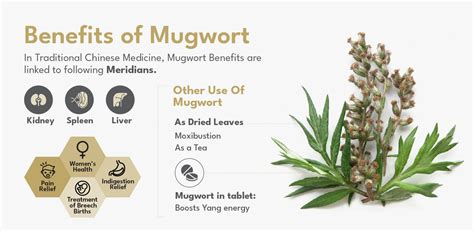 5 Top Mugwort Health Benefits: Mugwort Supplements | GinSen