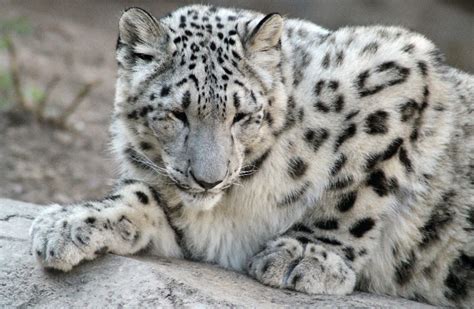 Animal You: Snow Leopards