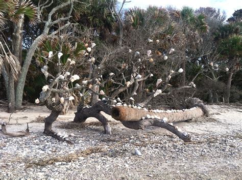 One of the many "shell trees" at Botany Bay on Edisto Island, South Carolina | Edisto island ...