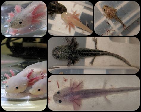 Gfp Albino Axolotl