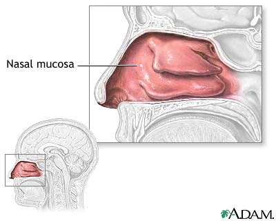 Nasal mucosa: MedlinePlus Medical Encyclopedia Image