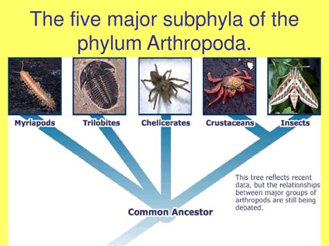 Types Of Arthropods Insects at Joseph Cleary blog