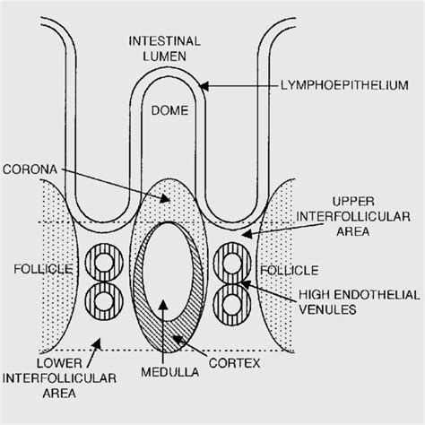 [PDF] Peyer’s Patches: Organized Lymphoid Structures for the Induction of Mucosal Immune ...