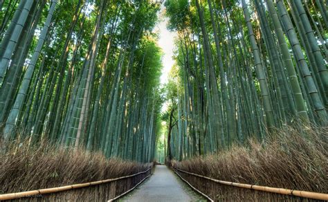 Forest bathing: The Japanese roots of the latest wellness therapy | The Independent