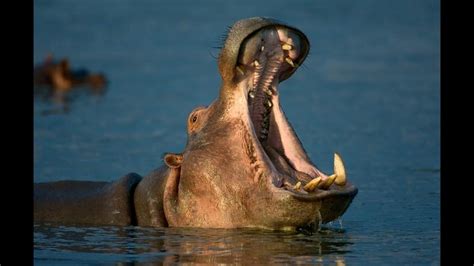 A hippo’s wide open mouth is big... • Facts Zone