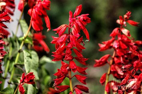 Red Cedar Sage Flowers Photograph by J M Lister