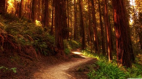 Redwood Forest Scenic Wallpapers - Top Free Redwood Forest Scenic Backgrounds - WallpaperAccess