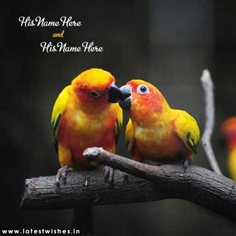 Parrots Love Bird Kissing Photo with couple Name