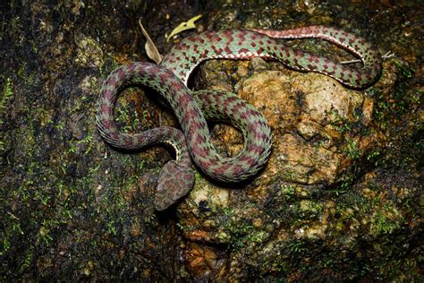 Beautiful pit viper (Trimeresurus venustus)