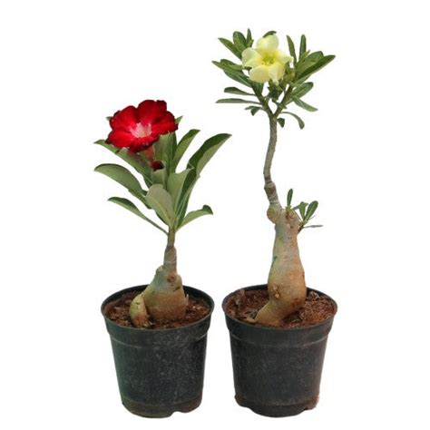 Adenium Bonsai plant – Indian Gardens