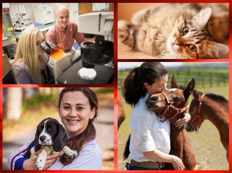 UVA Pre-Health Advising Blog: Cornell Veterinary School Admissions Presentations and Tours