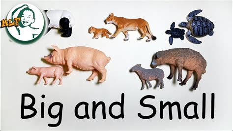 Learn sizes, big and small with baby animals - YouTube