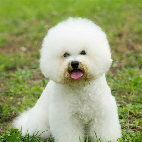 What Is A Teddy Bear Haircut? Only The Cutest Cut for Dogs - Doggie HQ