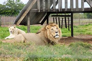 Vredenheim Animal Farm & Big Cats Park / Stellenbosch - Cape Town with Kids