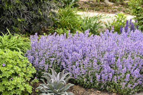 Catmint Companion Plants | Plant Addicts