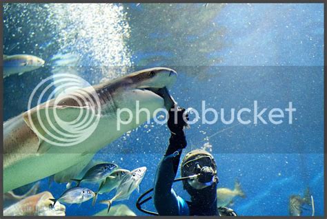 White Forge Photography: Shark Feed at the Melbourne Aquarium