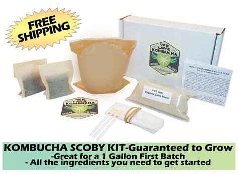 KOMBUCHA SCOBY STARTER Kit Large Organic & Artisan Crafted | Etsy