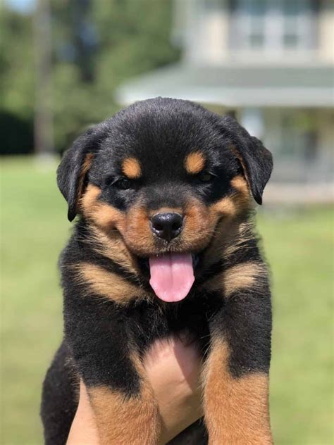 ROTTWEILER PUPPIES FOR SALE IN ALABAMA - Mississippi Rottweilers