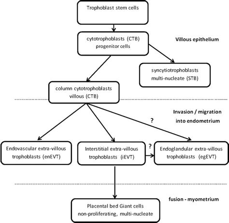Trophoblast stem cells differentiate into specialized trophoblast cells ...