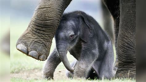 Asian elephant mom carries dead calf for weeks, new eye-opening videos ...