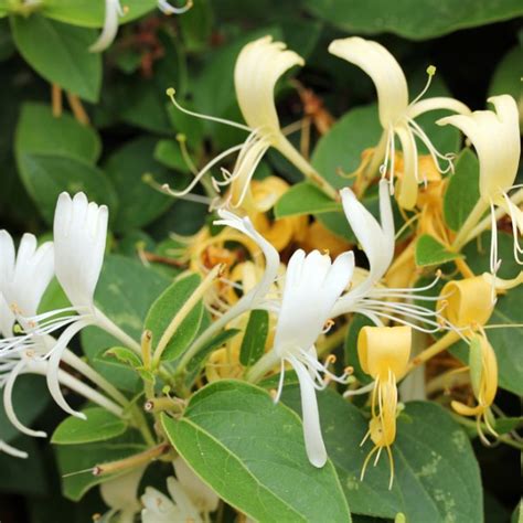 Pruning honeysuckle - Reader's Digest