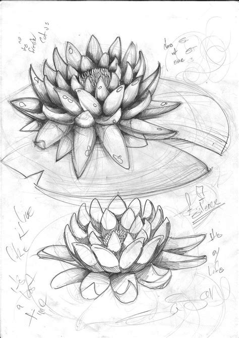 lotus sketch by sasan-ghods on deviantART | Flower sketches, Lotus flower drawing, Pencil ...