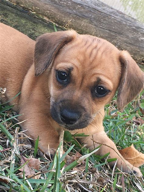 Chiweenie Puppies For Sale | Pensacola, FL #315897