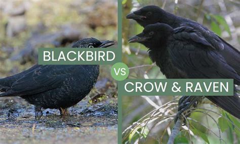 Blackbird vs Crow vs Raven – Explaining The Differences