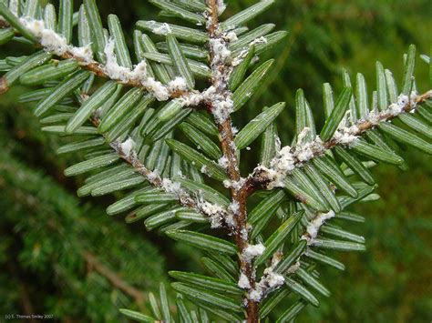 Bartlett Tree Experts: Hemlock Woolly Adelgid