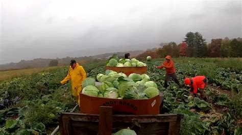 The Veggie Boys On The Pennsylvania Road | wnep.com