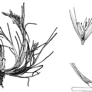 Fig. +. Deschampsia antarctica DESV (H. Galera). | Download Scientific ...