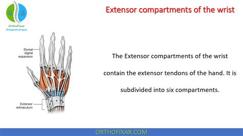 Limbs Anatomy 2023 | OrthoFixar