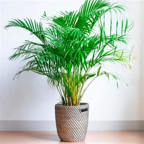 Indoor Plants - The Home Depot