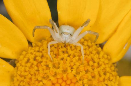 18 Corn spider Stock Pictures, Editorial Images and Stock Photos ...